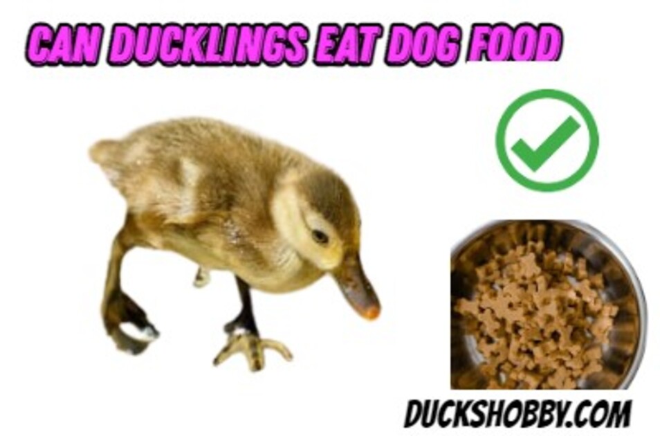 Can Ducks Eat Dog Food Prons and Cons 2024