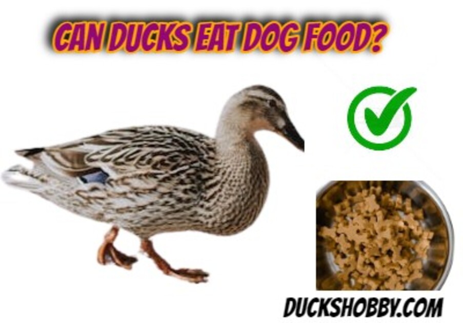 Can Ducks Eat Dog Food Prons and Cons 2024